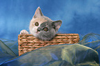 British Shorthair Kitten in basket