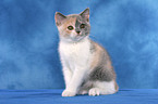 British Shorthair Kitten