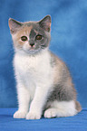 British Shorthair Kitten