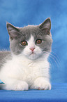 British Shorthair Kitten