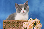 British Shorthair Kitten in basket