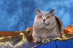 British Shorthair tomcat