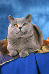 British Shorthair tomcat