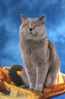 British Shorthair tomcat