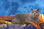 British SBritish Shorthair tomcat