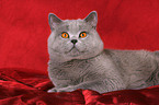 British Shorthair tomcat