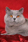 British Shorthair tomcat