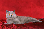 British Shorthair tomcat