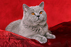 British Shorthair tomcat