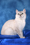 sitting British Shorthair