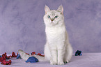 sitting British Shorthair