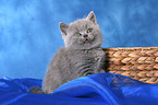 British Shorthair Kitten