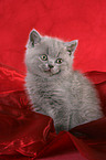 British Shorthair Kitten