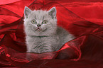 British Shorthair Kitten