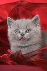 British Shorthair Kitten