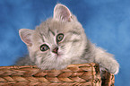 British Shorthair Kitten