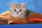 British Shorthair Kitten