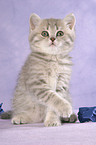 British Shorthair Kitten