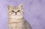 British Shorthair Kitten