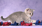 playing British Shorthair Kitten