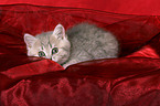 British Shorthair Kitten