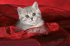 British Shorthair Kitten