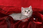 British Shorthair Kitten