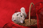 cute British Shorthair Kitten