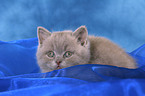 British Shorthair Kitten