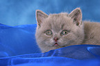 British Shorthair Kitten