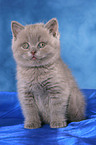 British Shorthair Kitten