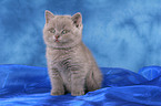 British Shorthair Kitten