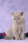 British Shorthair Kitten