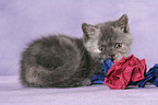 British Shorthair Kitten