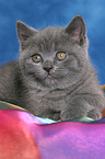 British Shorthair Kitten