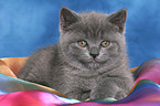 British Shorthair Kitten