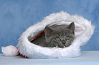 British Shorthair Kitten