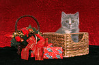 British Shorthair Kitten at christmas