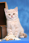 British Shorthair Kitten