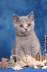 British Shorthair Kitten