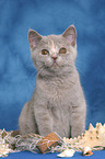 British Shorthair Kitten