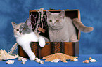 British Shorthair Kitten in treasure chest