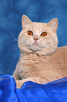 British Shorthair tomcat