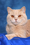 British Shorthair tomcat