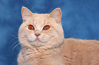 British Shorthair tomcat