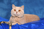 British Shorthair tomcat