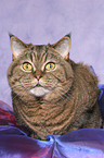 lying British Shorthair