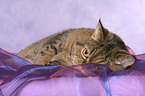 lying British Shorthair