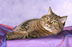 lying British Shorthair