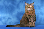 sitting British Shorthair